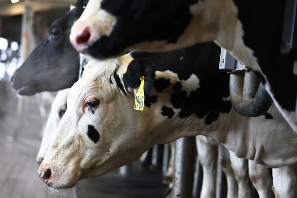 Second Bird Flu Strain Detected in US Dairy Cattle, Raising Alarm Among Health Officials