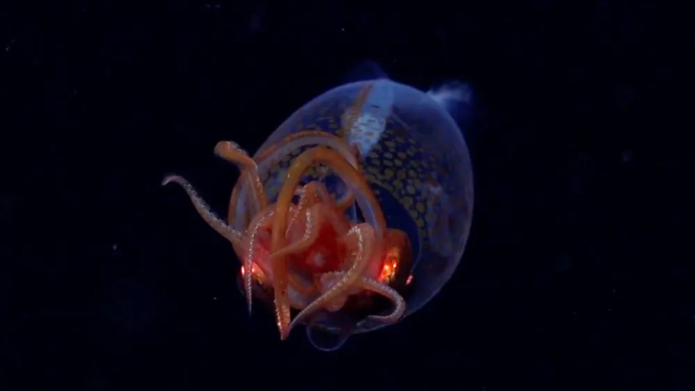 First-Ever Footage of Colossal Squid Captured in Deep Sea