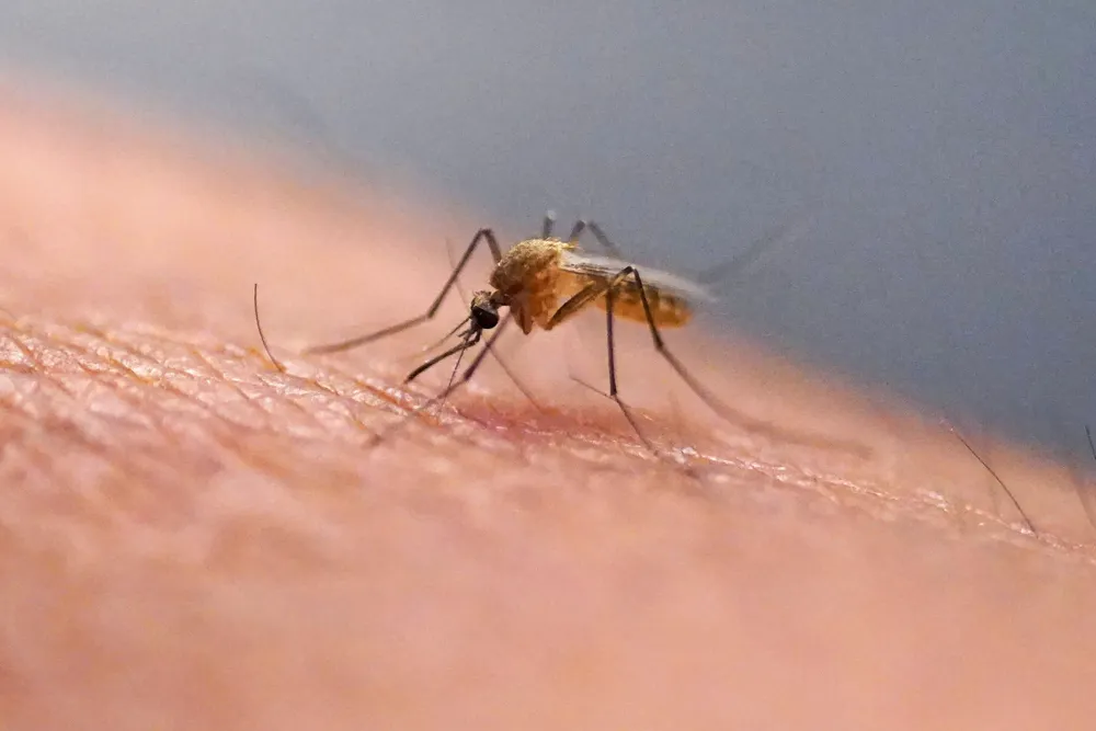 Mosquitoes Discovered in Iceland for the First Time Amid Rising Temperatures