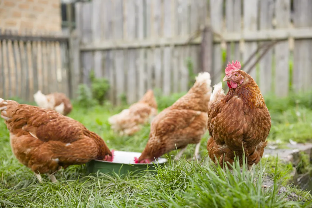 First U.S. Death from Bird Flu Raises Concerns but Risk Remains Low