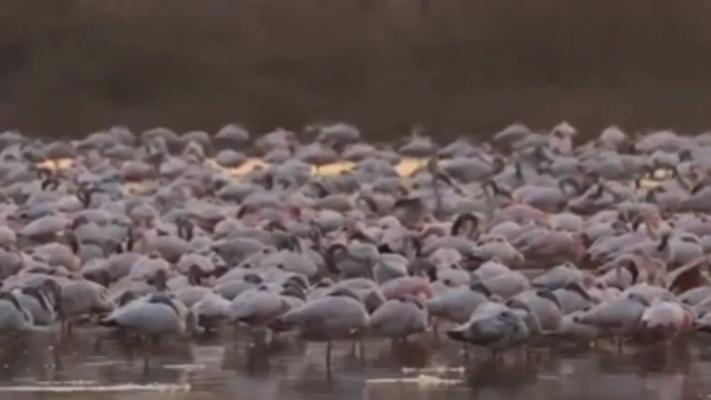 Flamingos Grace the Wetlands of Navi Mumbai with a Stunning Pink Display