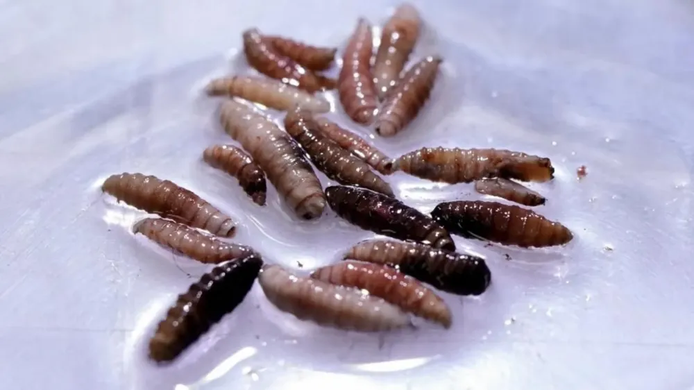 Flesh-eating New World screwworm detected in Texas calf poses threat to cattle industry