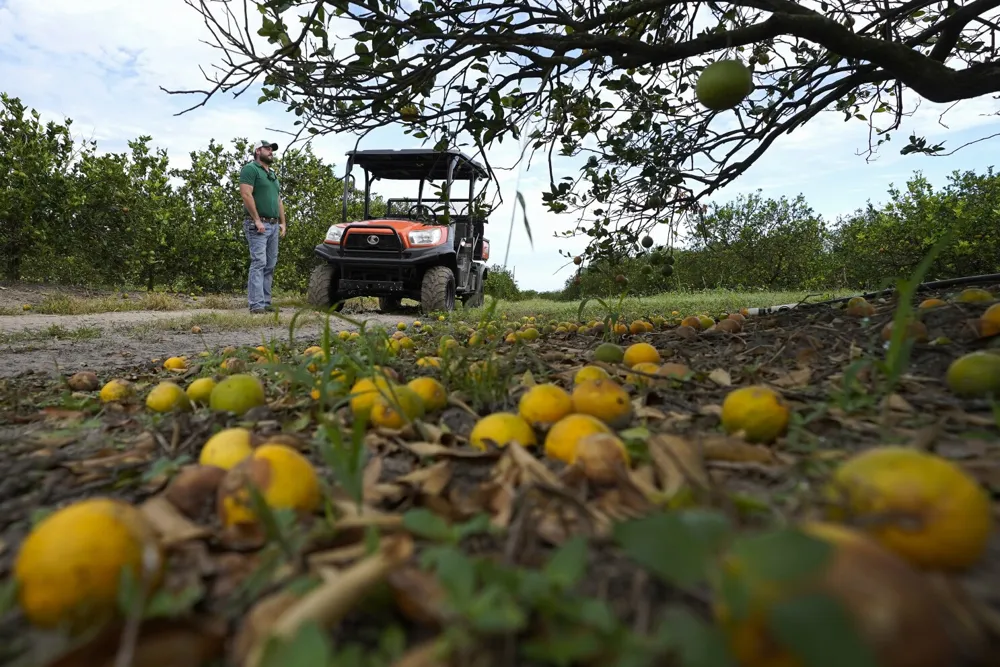 Florida Grower Alico to Cease Citrus Operations Amid Hurricane Damage and Crop Decline