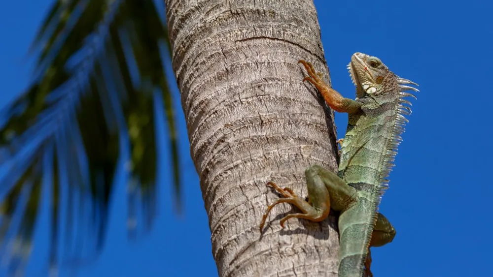 Florida Issues Safety Guidance on Frozen Iguanas Dropping from Trees