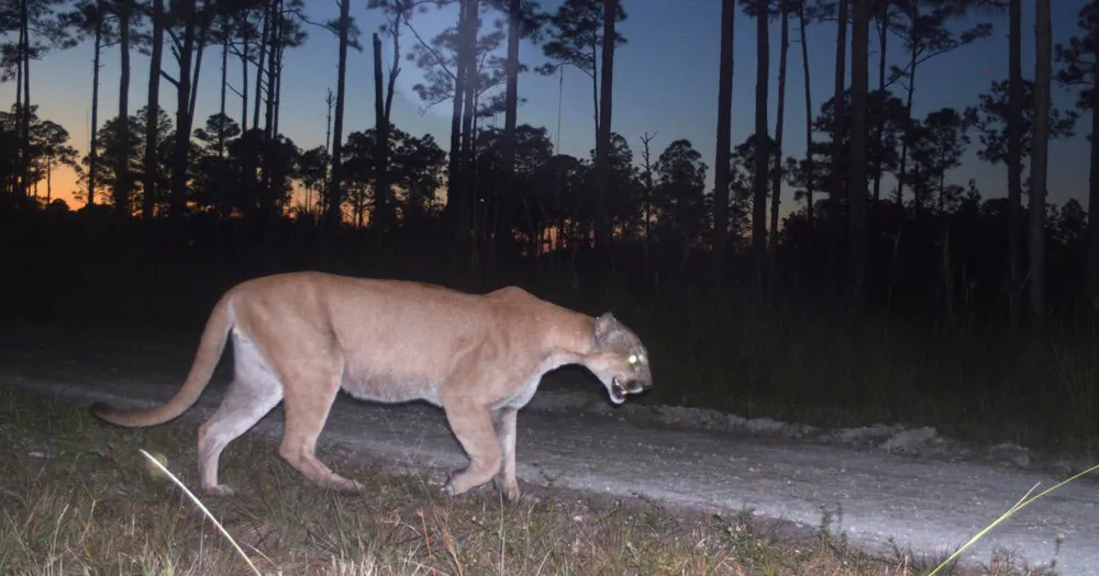 Florida panther deaths hit record 36 in 2024, highest toll in nearly a decade