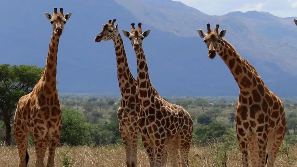 Giraffes Reclassified: Four Distinct Species Recognized for Conservation Efforts