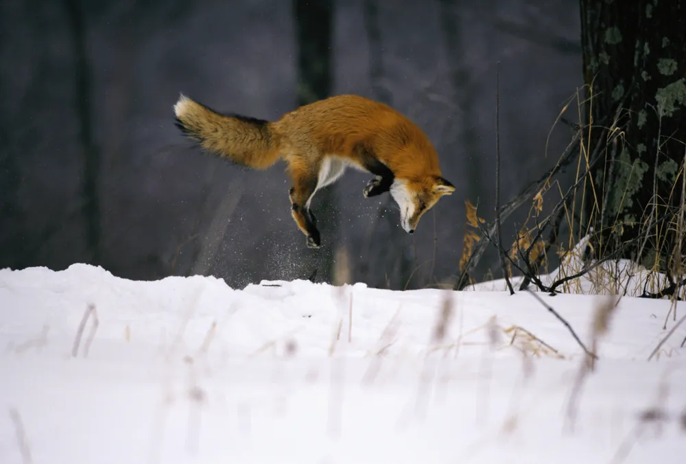 Fox Skull Adaptations Enhance Diving Technique in Snow