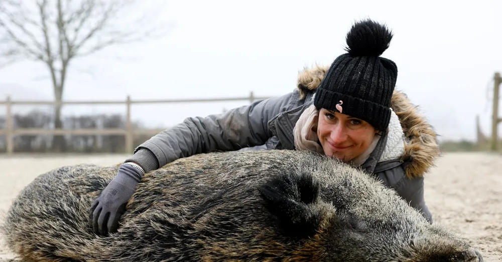 French Court Rules Wild Boar Rillette Can Stay with Her Owner After Euthanasia Threat