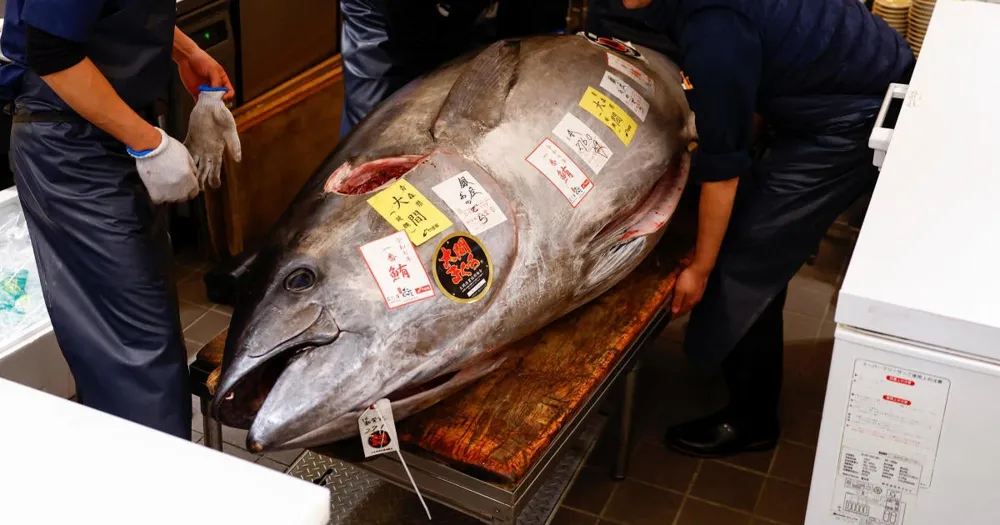 Giant Bluefin Tuna Sells for $1.3 Million in Tokyo, Symbolizing Good Fortune for the New Year