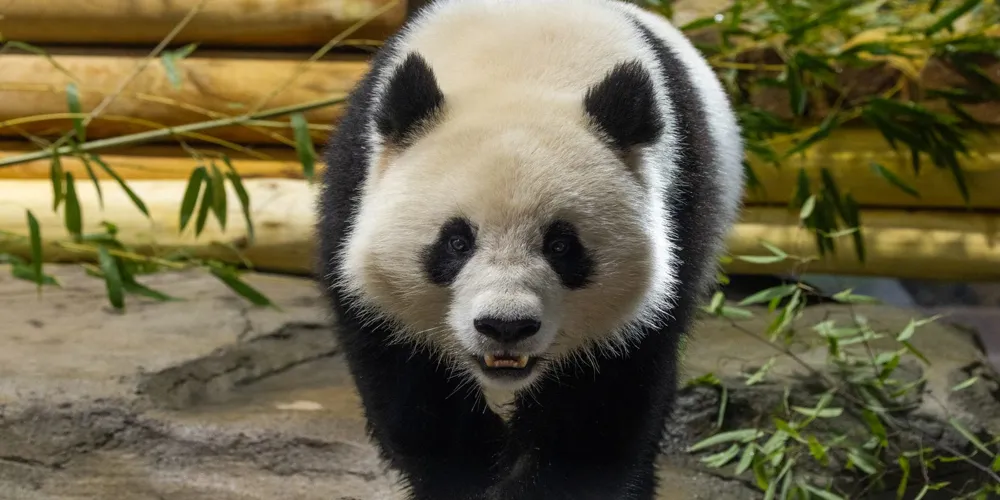 Excitement Brews as New Giant Pandas Bao Li and Qing Bao Make Their Debut at Washington's National Zoo