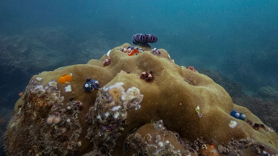 Unprecedented Coral Bleaching Event Affects 84% of Global Coral Reefs