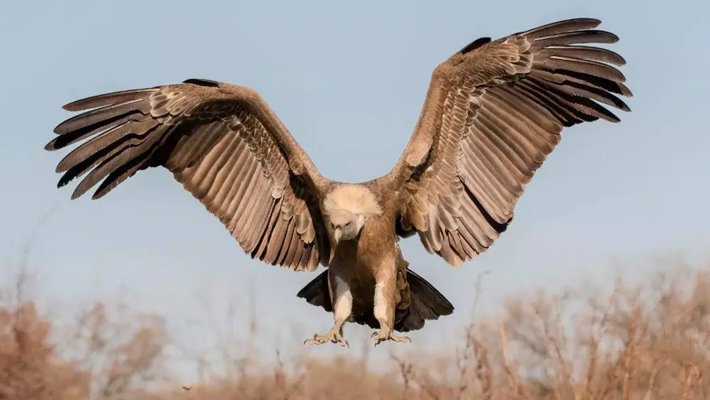 GPS-tracked white-rumped vulture travels 4,000 km from Tadoba to Tamil Nadu