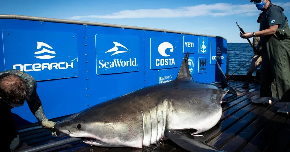 Great white shark Breton returns to Florida waters, tracked since 2020