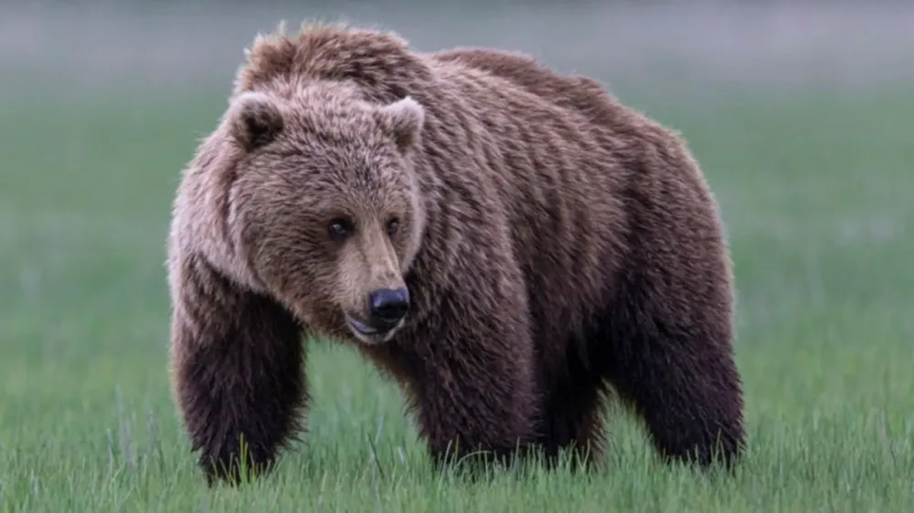 Grizzly bear attacks school group in British Columbia, injuring 11