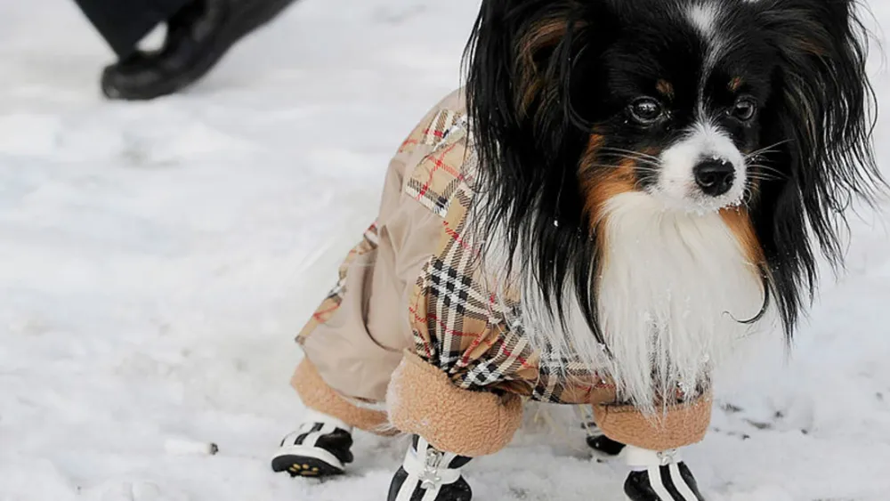 Guidelines for Walking Dogs in Cold Weather