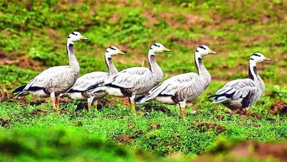 High water levels impact migratory bird arrivals in Ujani catchment this winter