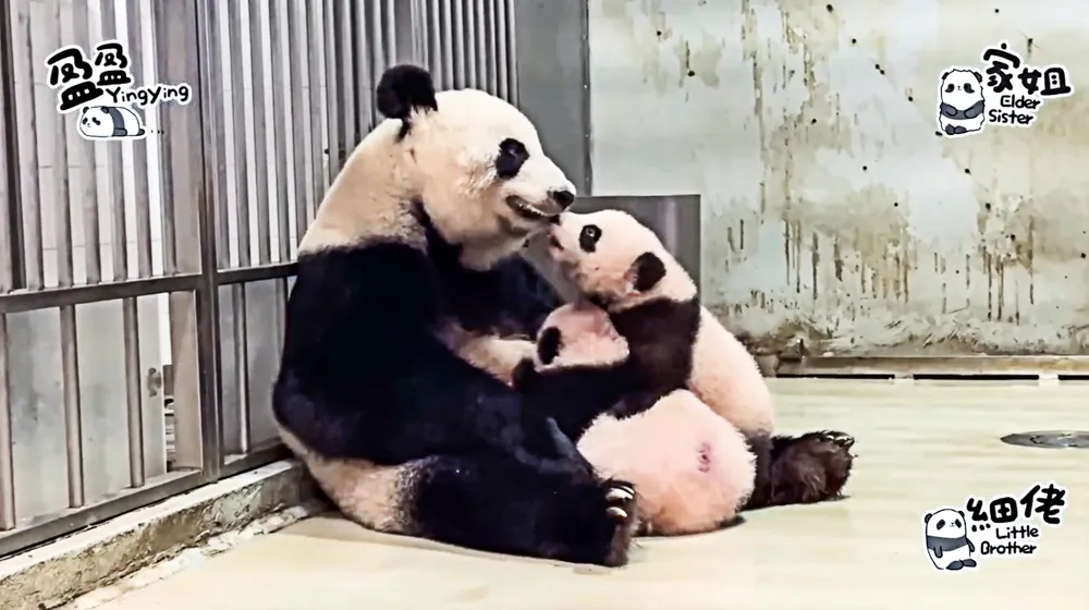 Hong Kong’s Ying Ying Nurtures Twin Panda Cubs Together for the First Time