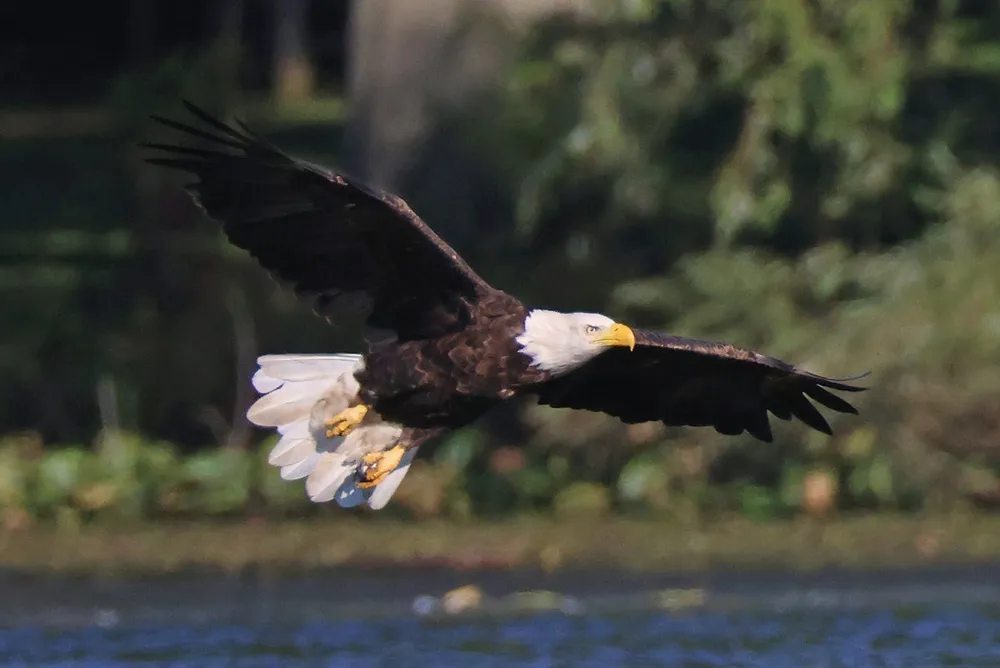 Horizon Air flight returns to Anchorage after eagle strike