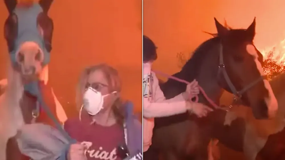 Horses Rescued as Southern California Wildfires Erupt