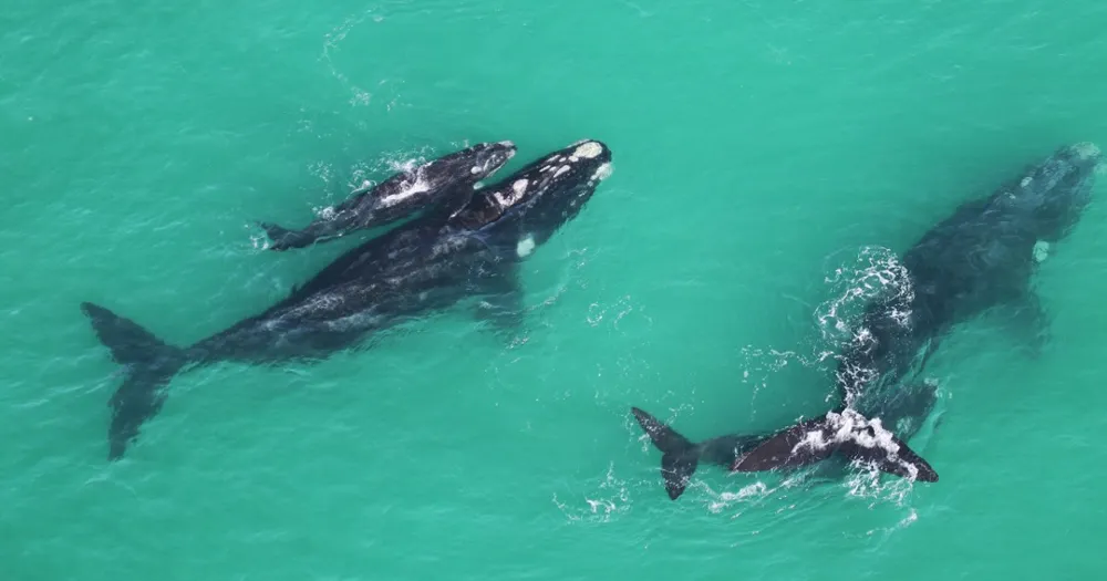 How Southern Right Whales are Becoming Key Indicators of Climate Change