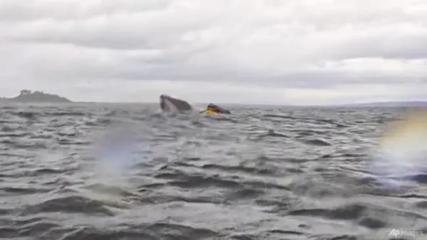 Humpback Whale Briefly Swallows Kayaker in Chile, Captured on Viral Video