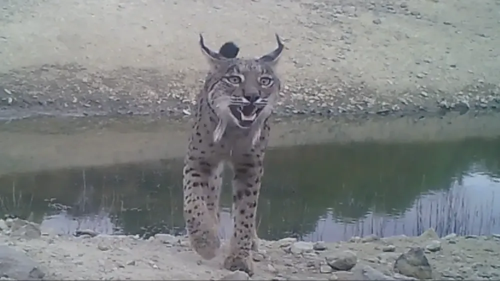 Iberian lynx population rebounds from brink of extinction