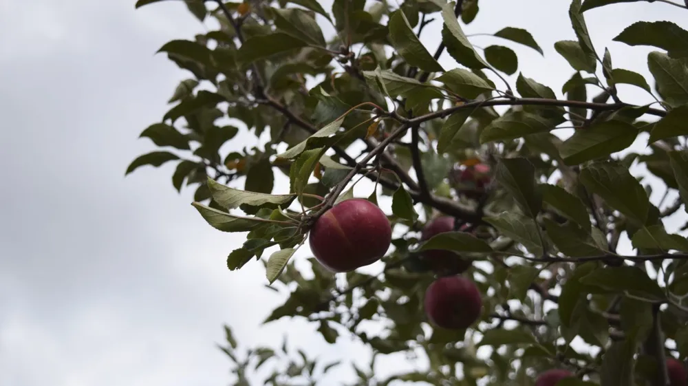 Impact of Climate Change on US Apple Quality and Production Highlighted in New Study