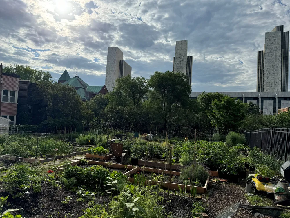 Increase in Gardening Amid Fears of Rising Food Costs as Trump Resumes Presidency