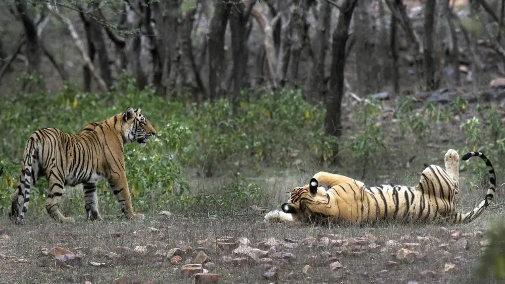 India Successfully Doubles Its Tiger Population in a Decade, Offering Valuable Conservation Lessons