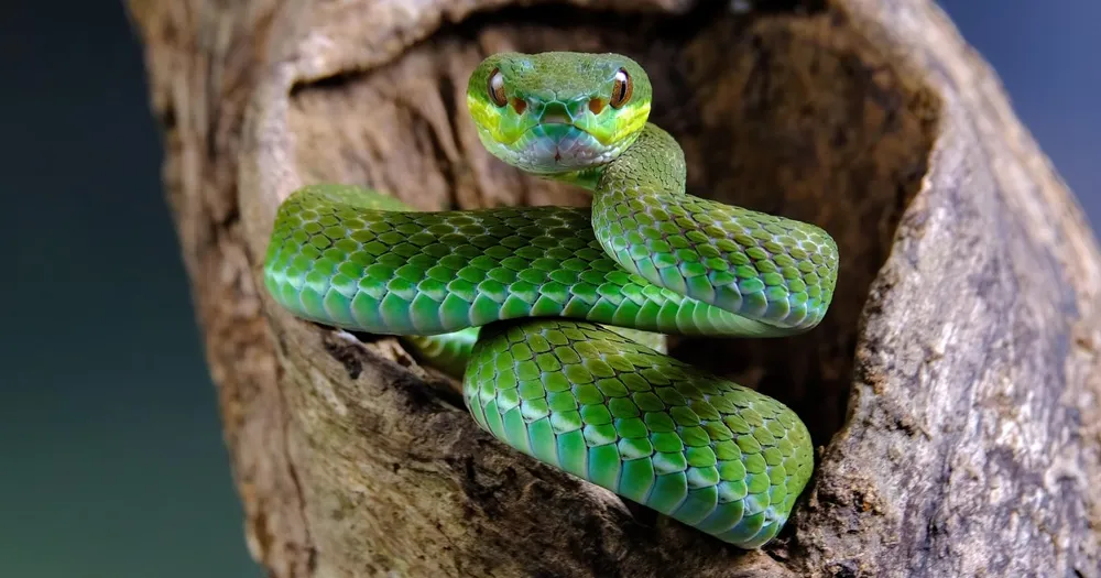 Passenger Arrested for Smuggling Venomous Snakes and Turtles at Mumbai Airport