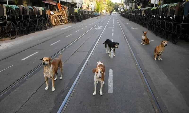 Supreme Court Orders Removal of Stray Dogs in Delhi Amid Safety Concerns and Public Outcry