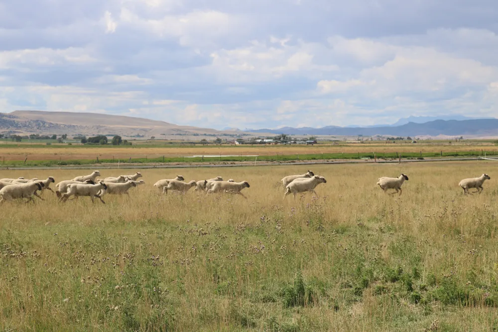 Innovative Farmers Utilize Wool To Conserve Water During Drought Conditions