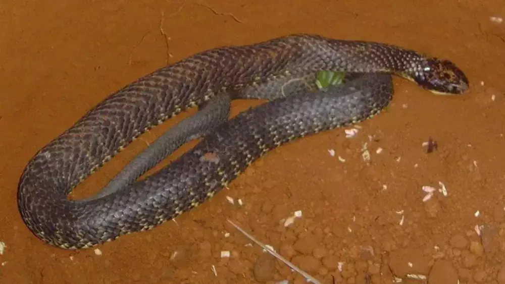 Insight into Tiger Snakes: Physical Traits, Venomous Nature, and Habitat