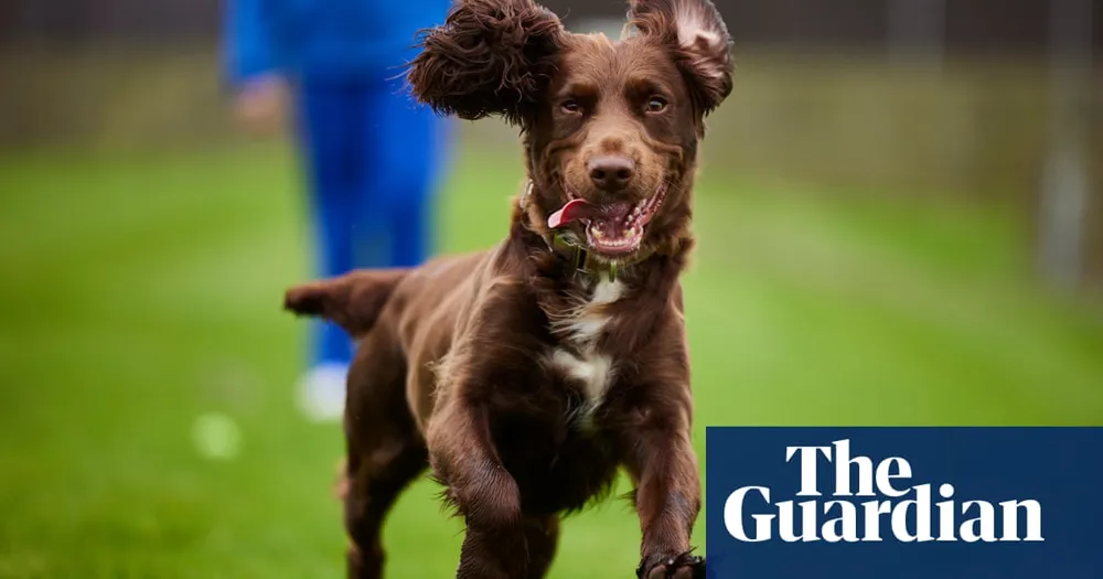 Introducing Gem: The First Cloned Cocker Spaniel in the UK