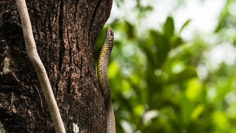 Over 100 Children Fall Sick After Dead Snake Found in School Lunch in India