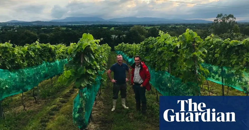 Irish Wine on the Rise, But Wealth Isn't a Wine Cork Away