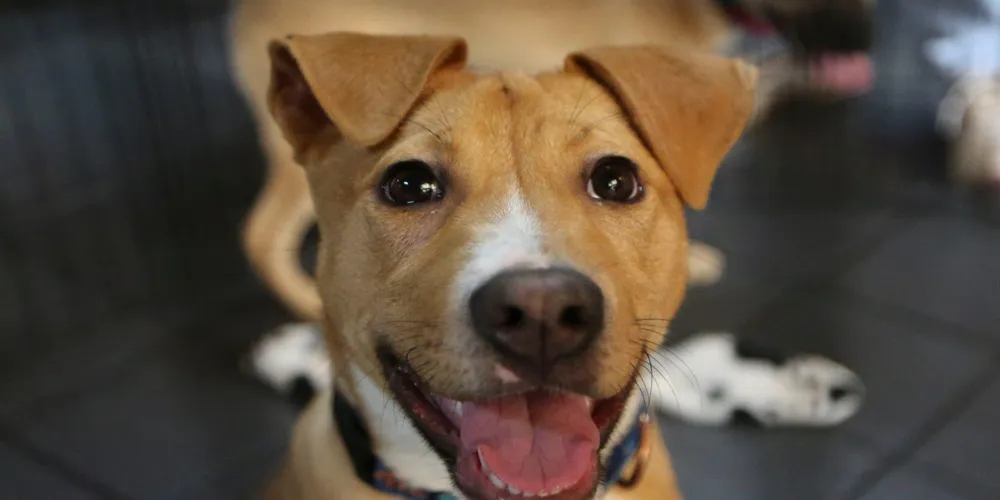 Is it safe for dogs to eat strawberries?