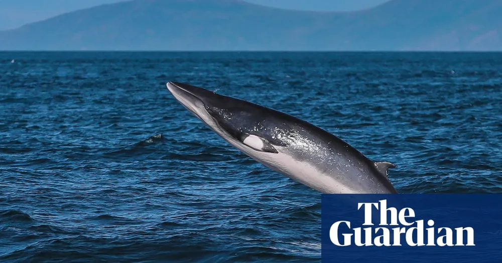 Is the North Sea Regaining Its Marine Diversity with Grey Seals and Whales?