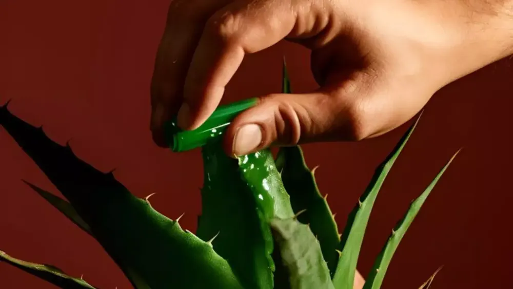 Is Using Raw Aloe Vera in Winter a Safe and Effective Skincare Choice?