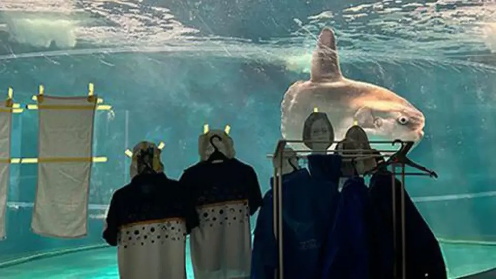 Japanese Aquarium's Innovative Solution to Cheer Up Lonely Sunfish with Human Cutouts