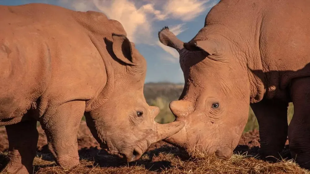 Jeep Safari Horror: Mother and Daughter Fall Off in Rhino Encounter at Kaziranga