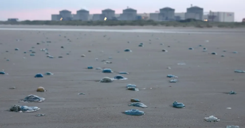 Jellyfish Swarm Forces Shutdown at France’s Largest Nuclear Power Plant