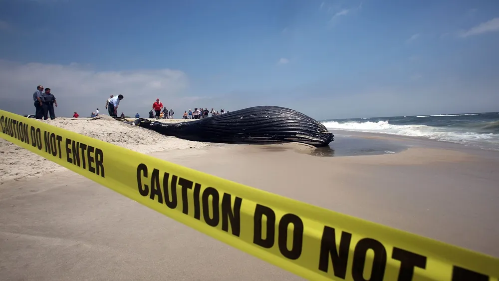 Juvenile Humpback Whale Washes Ashore on Long Island Amid Rising Whale Mortality Rates