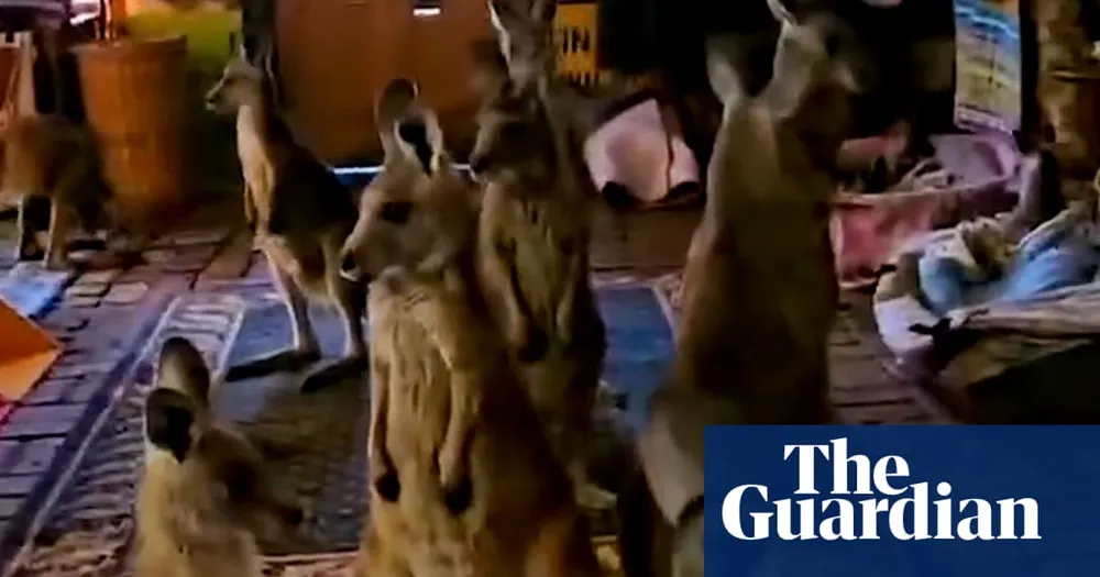 Kangaroo Joeys Find Shelter Amid Grampians Fires; Experts Warn of Wildlife Crisis