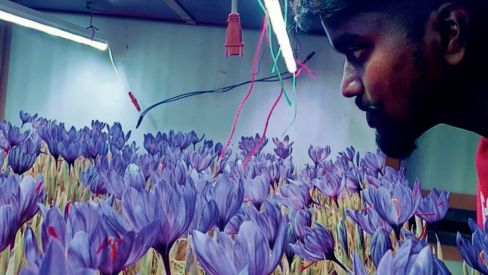 Karnataka's Saffron Revolution: Transforming Pandemic Struggles into Profitable Farming