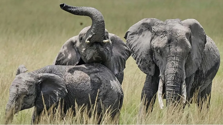 Kenya Investigates Mysterious Deaths of 15 Elephants in Amboseli Ecosystem
