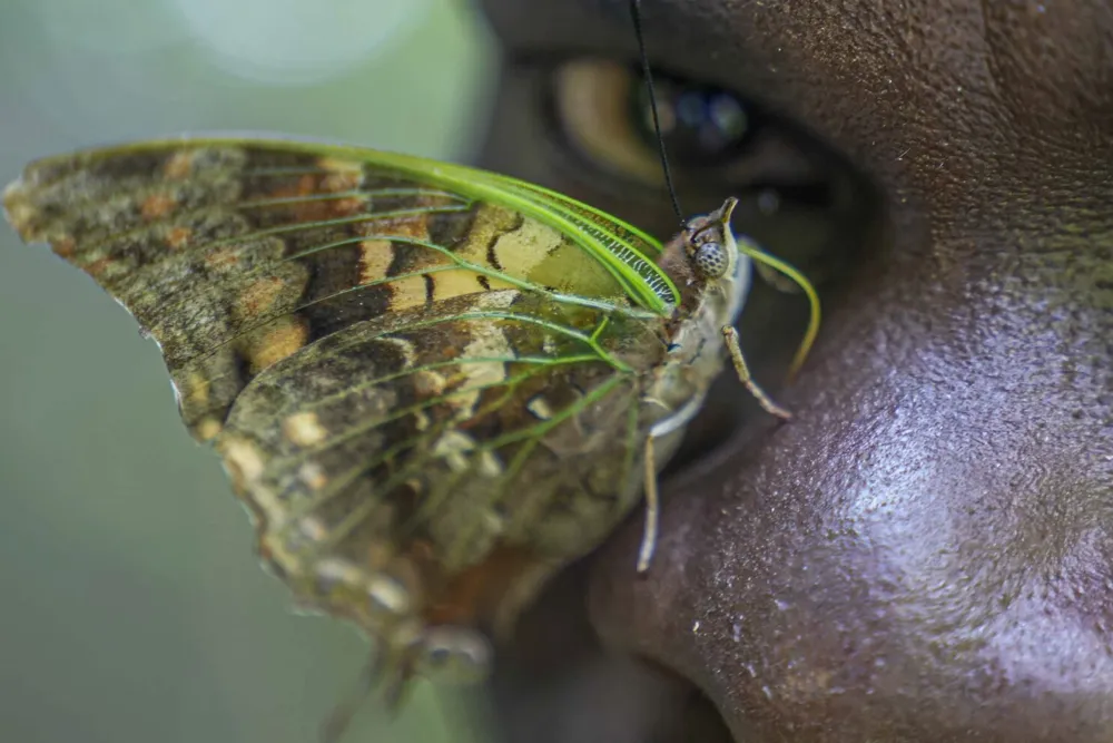 Kenyan Butterfly Collector Aims to Preserve 4.2 Million Specimens for Future Generations