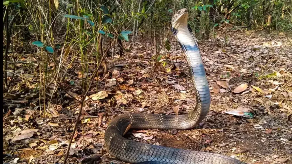 King Cobra Reclassified: World's Longest Venomous Snake Now Identified as Four Distinct Species