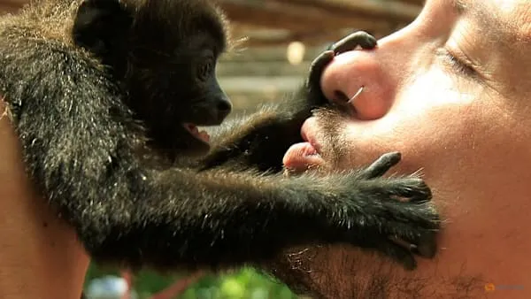 First kiss traced back to early primates 20 million years ago, researchers find