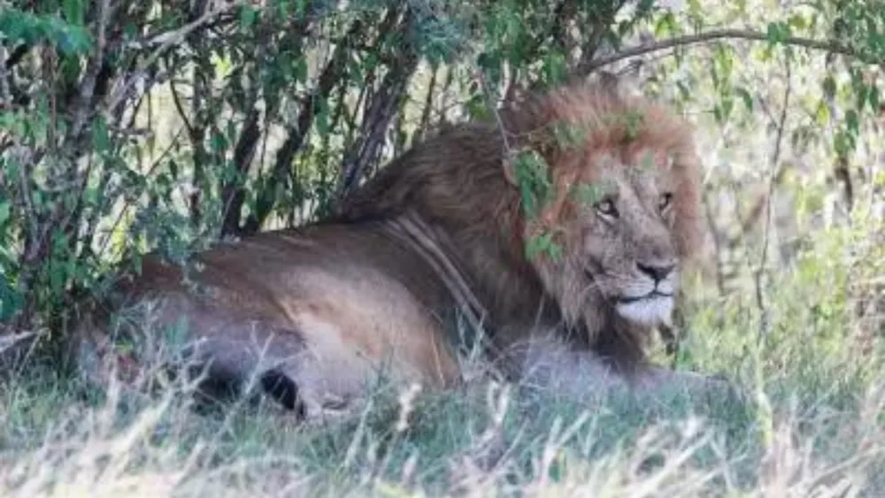 Lion Kills 14-Year-Old Girl in Nairobi; Elephant Kills Man in Separate Incident